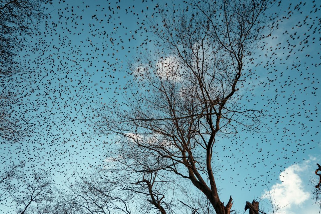 Swarm Intelligence: Lessons from Nature Applied to Artificial Intelligence