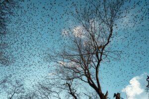 Swarm Intelligence: Lessons from Nature Applied to Artificial Intelligence